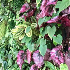 Begoni and Maranta plants growing in a PlantBox indoor living wall 
