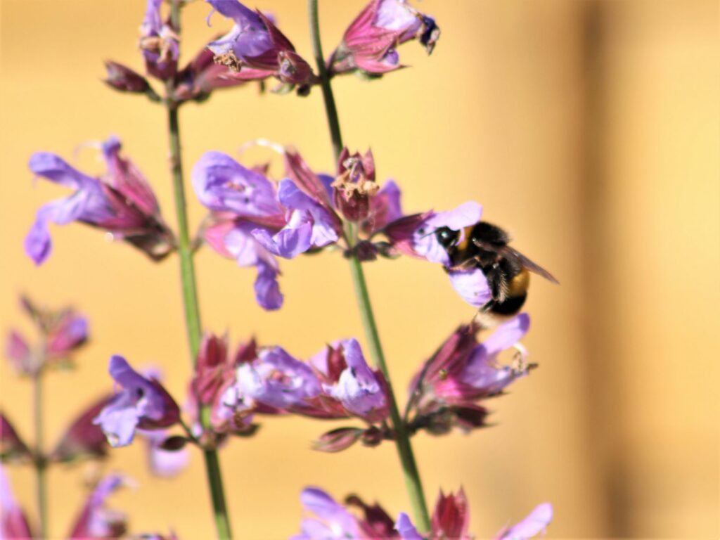 Bumblebee on a flower