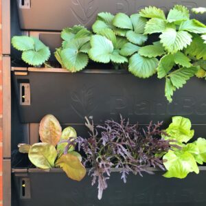 Close up of PlantBox trough showing water indicator