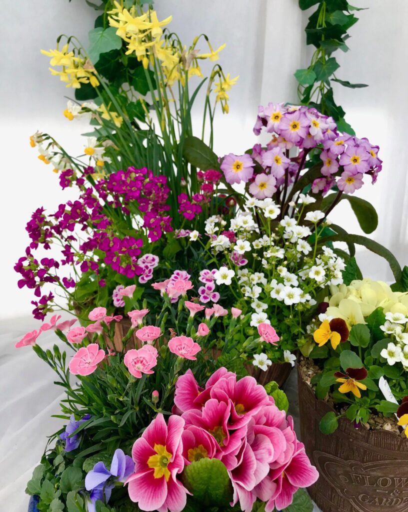 Beautiful colours for Spring planting
