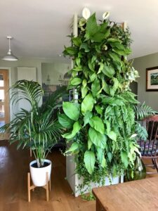 Indoor plants create a lush urban jungle