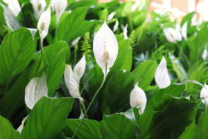 close up of a peace lily in a living wall