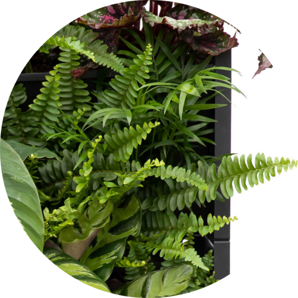 Boston fern in a PlantBox indoor living wall