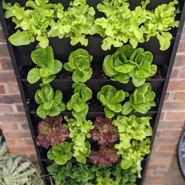 a living wall of grow your own food