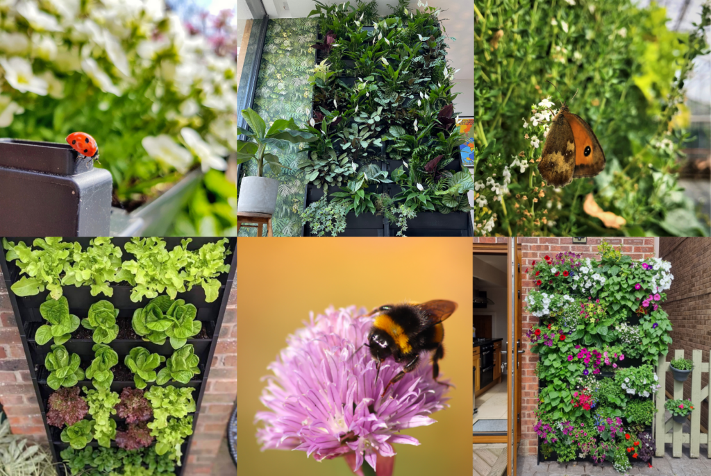 pollinators on living walls
