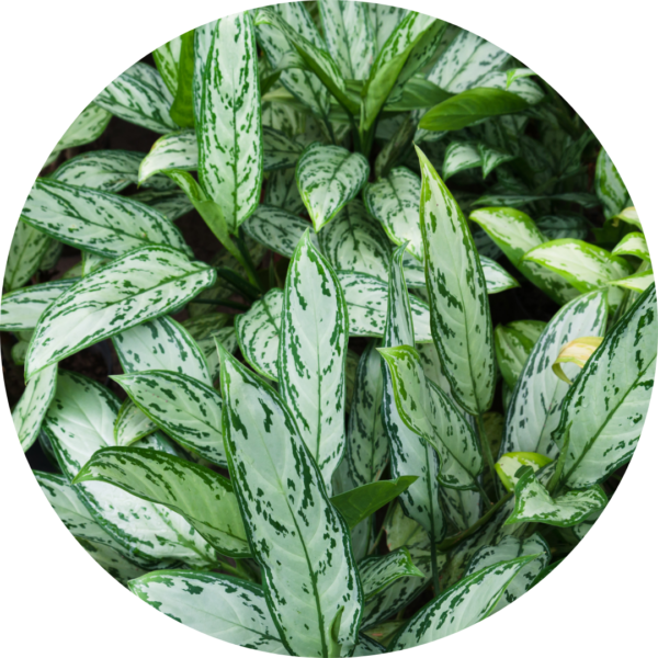 Chinese evergreen 'Silver Queen' in a PlantBox indoor living wall