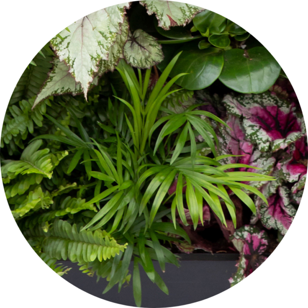 Parlour palm in a PlantBox indoor living wall