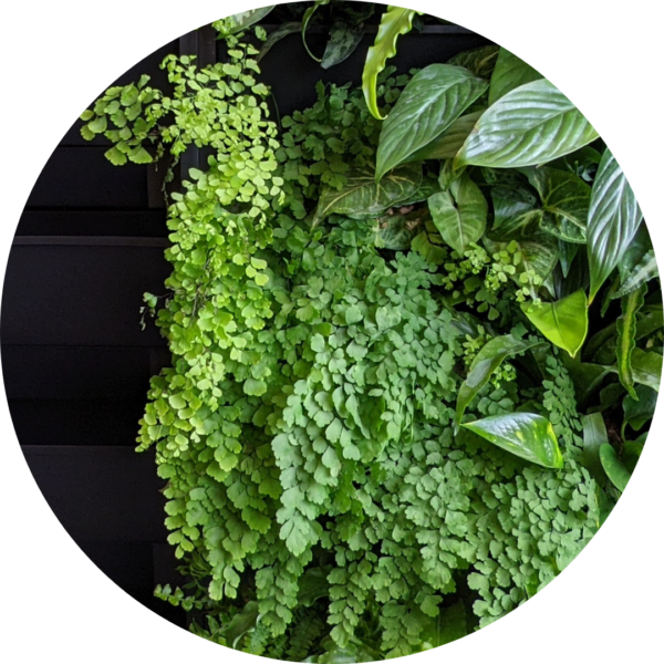 Maidenhead fern in a PlantBox indoor living wall