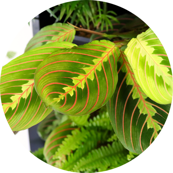 Prayer plant in a PlantBox indoor living wall