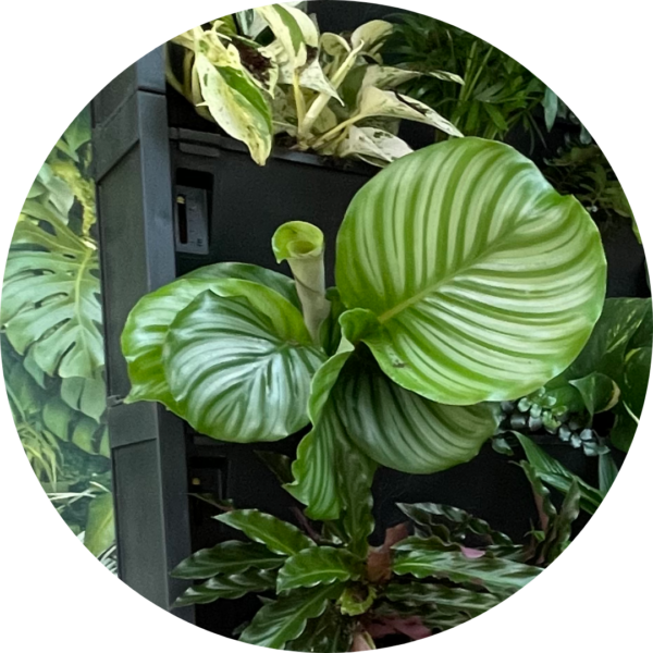 Calatheas in a PlantBox indoor living wall