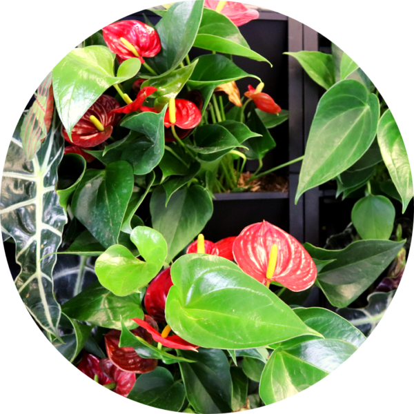 Anthurium Red in a PlantBox indoor living wall