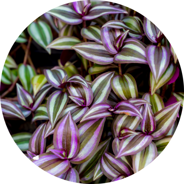 Silver inch plant in a PlantBox indoor living wall