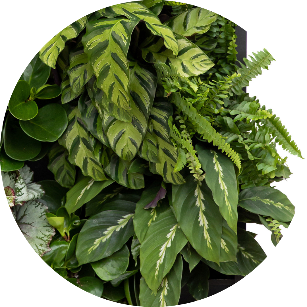 Arrowhead plant in a PlantBox indoor living wall