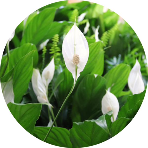 Peace lily in a PlantBox indoor living wall