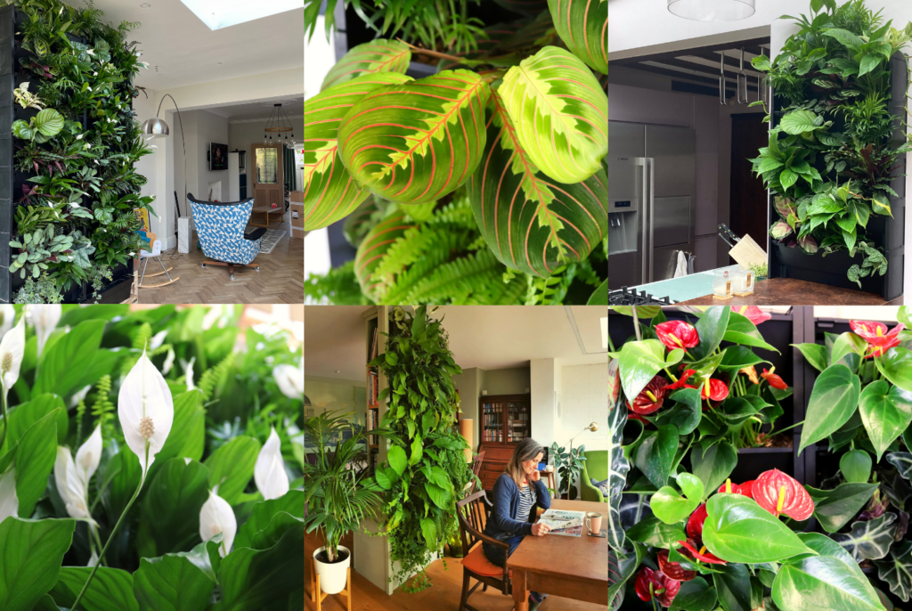 Top 10 Houseplants For Your Indoor Living Wall