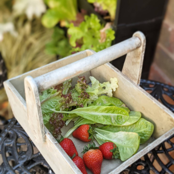 freshly picked strawberries and salad