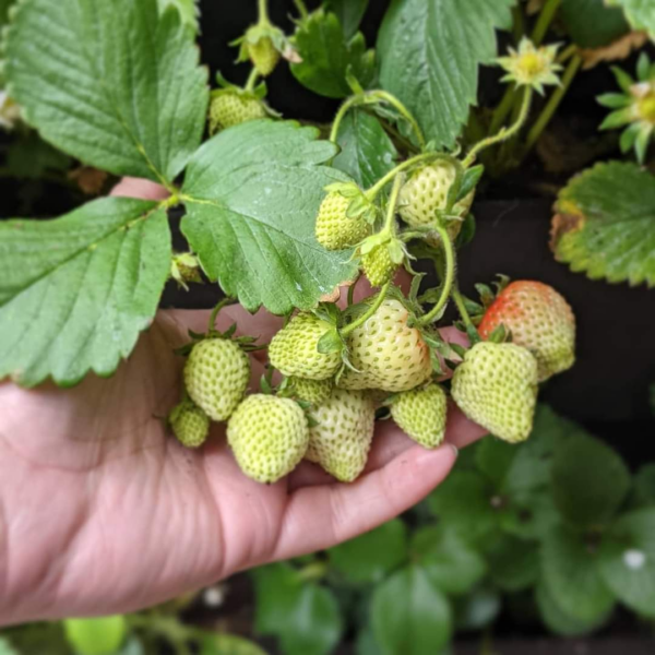 Home-grown strawberries