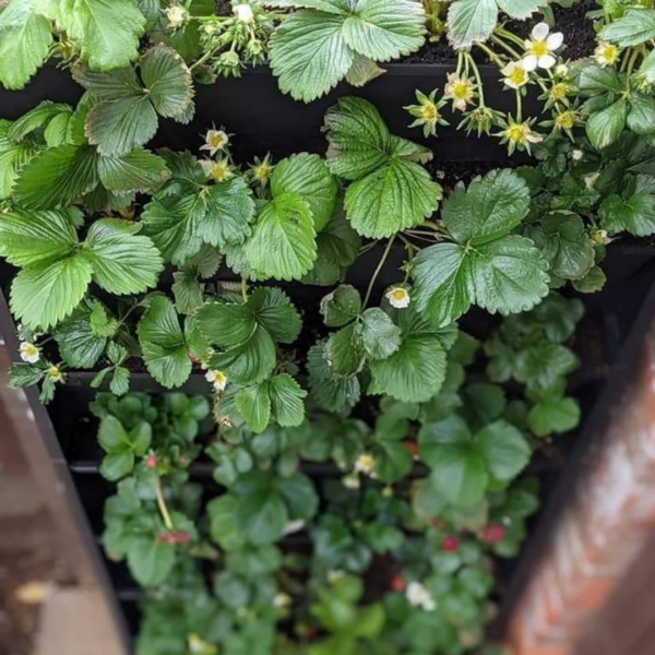 A living wall with strawberries