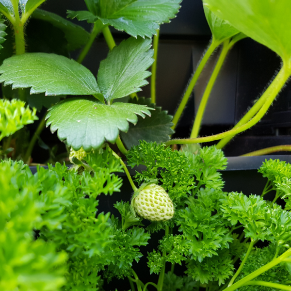 Unripe strawberries