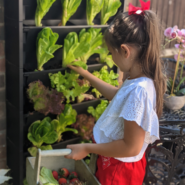 Young girl picking strawberries in the garden