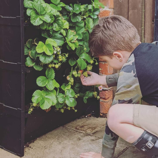 A child picking home-grown strawberries