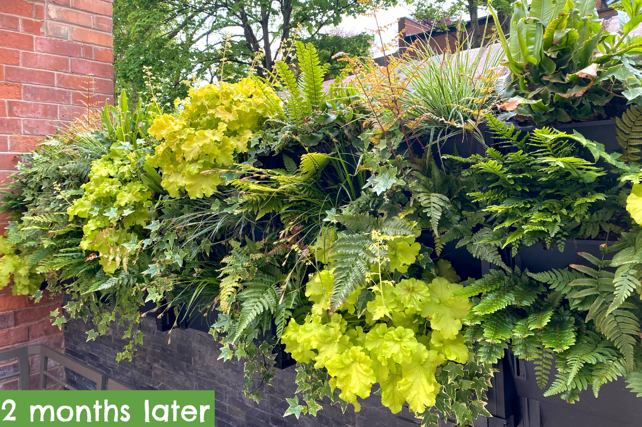 a living wall 2 months after being planted