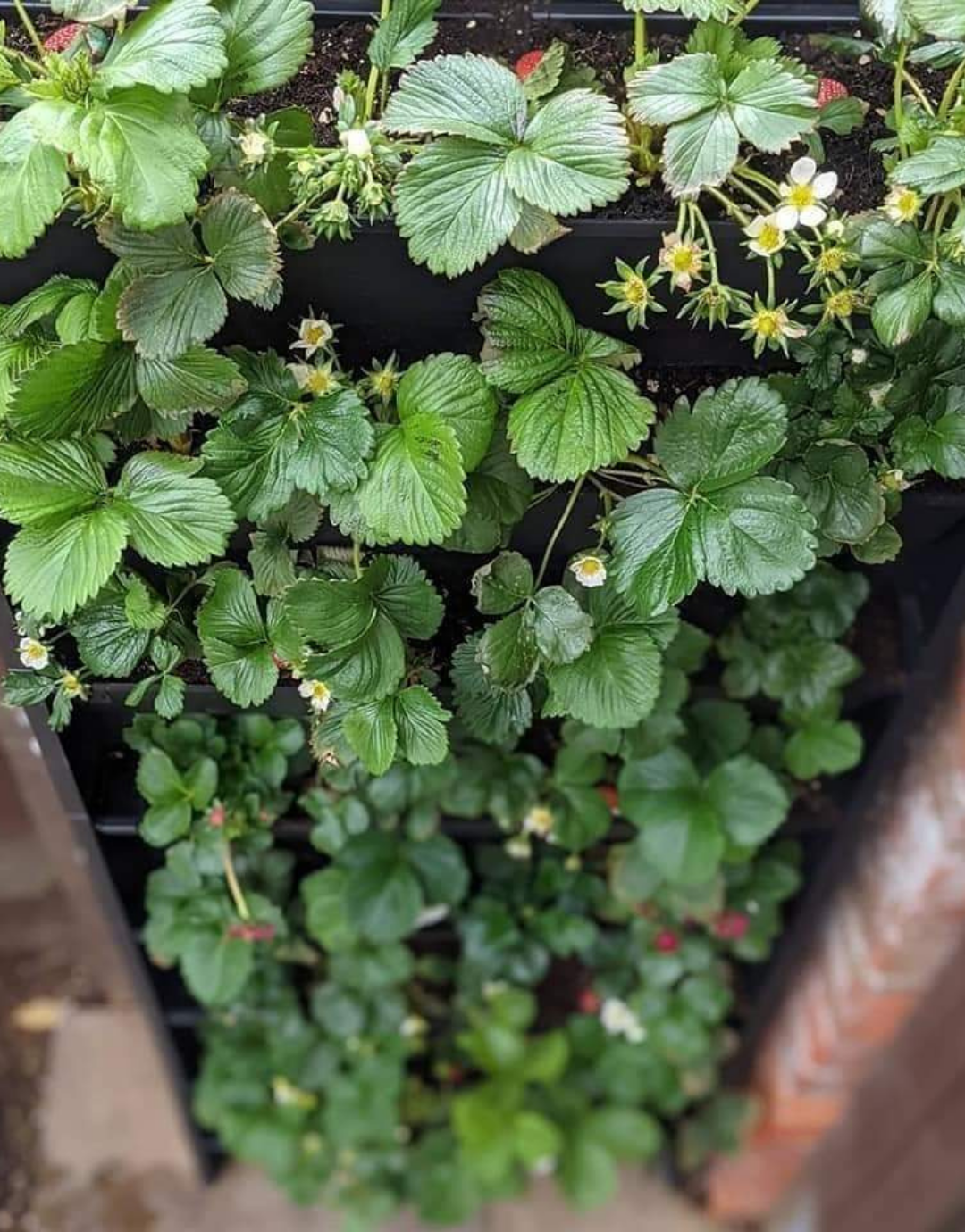 close up of strawberries grown in a living wall