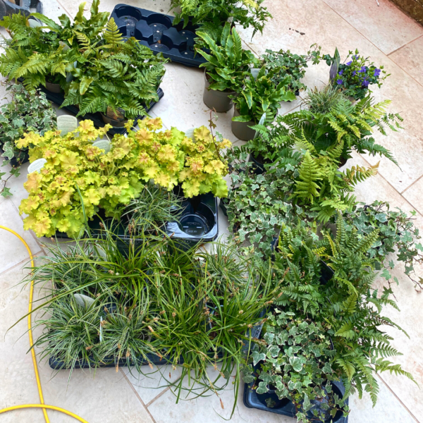 plants used in a living wall