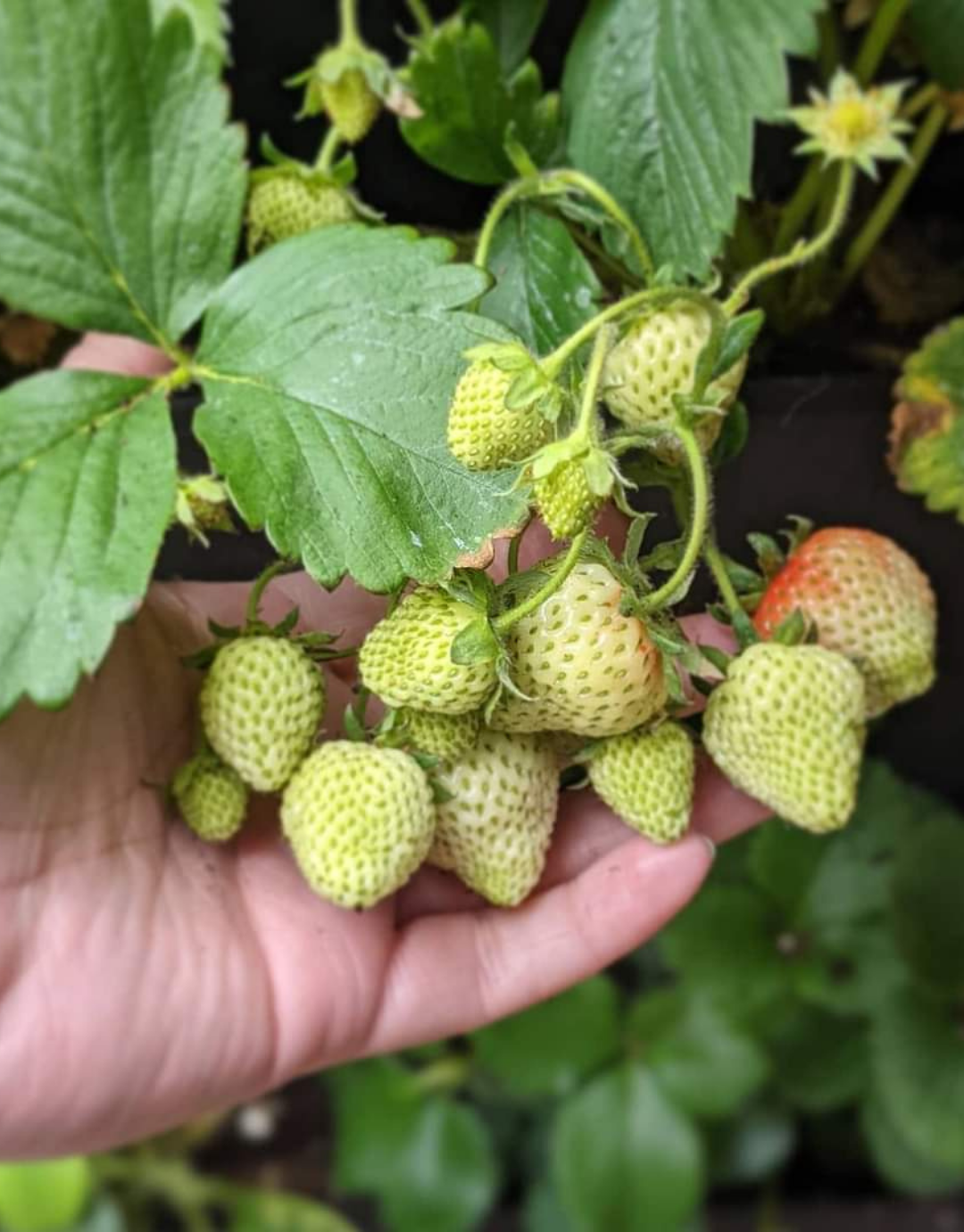 close up of strawberries grown in a living wall
