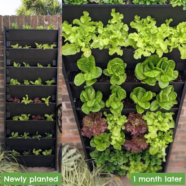 newly planted and one month later shots of home-grown vegetables in a living wall