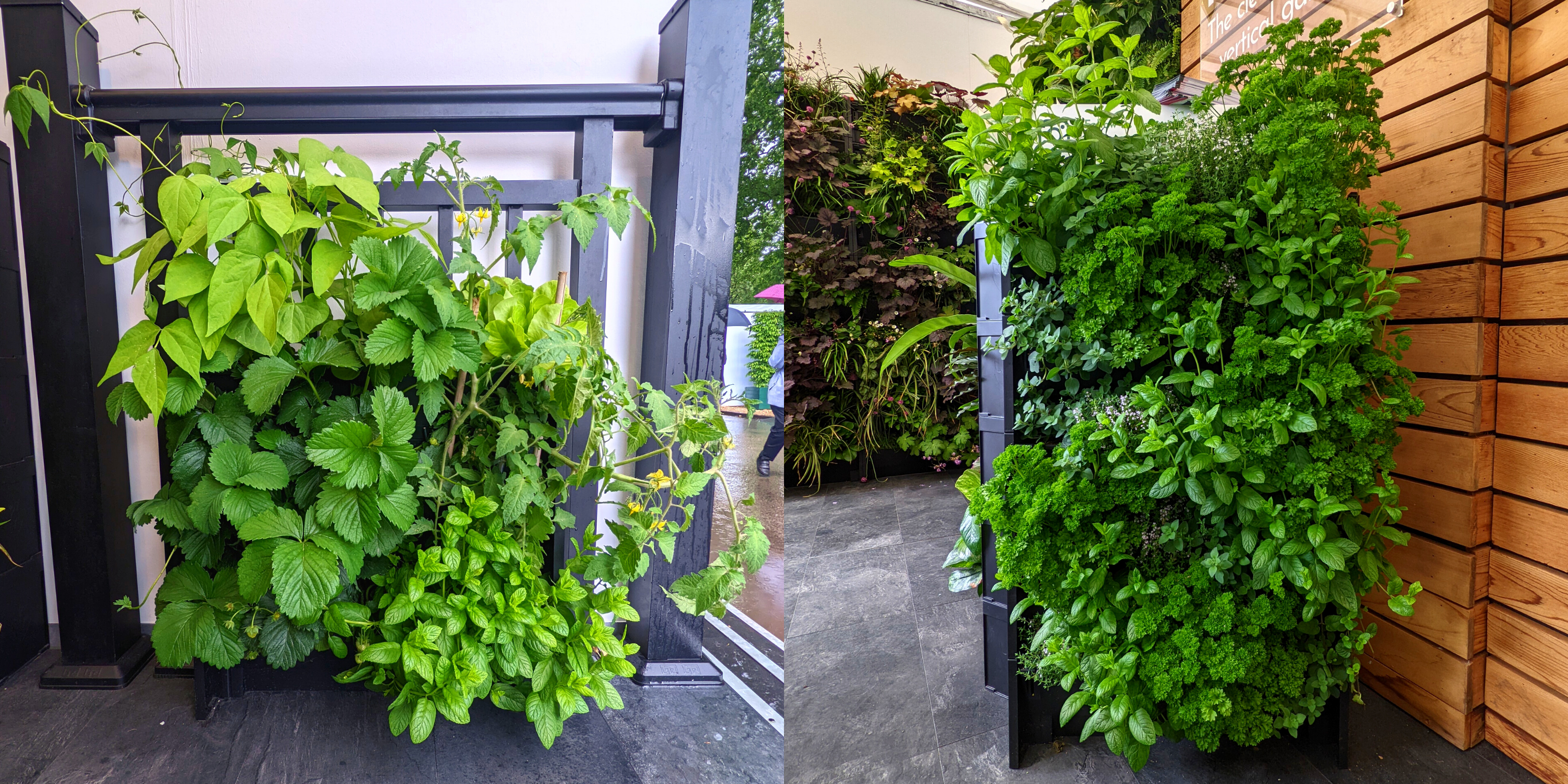 living walls of fruit, vegetables and herbs