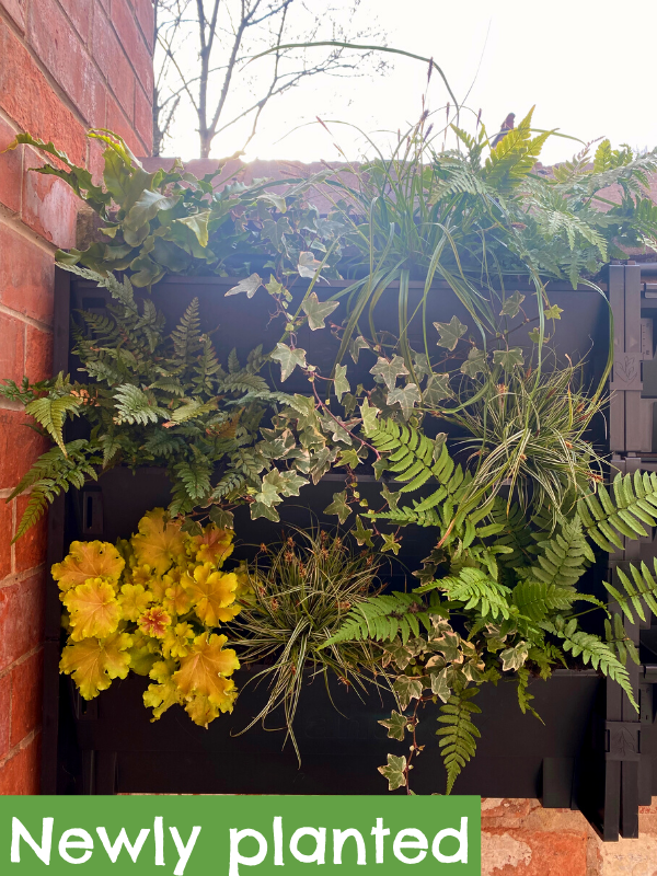 close up of plants in a living wall