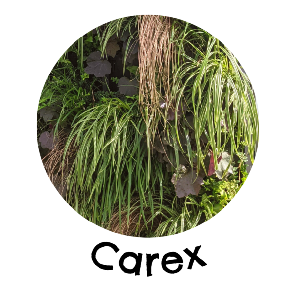 carex in a living wall