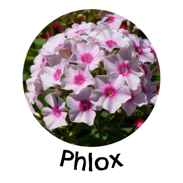 phlox in a living wall