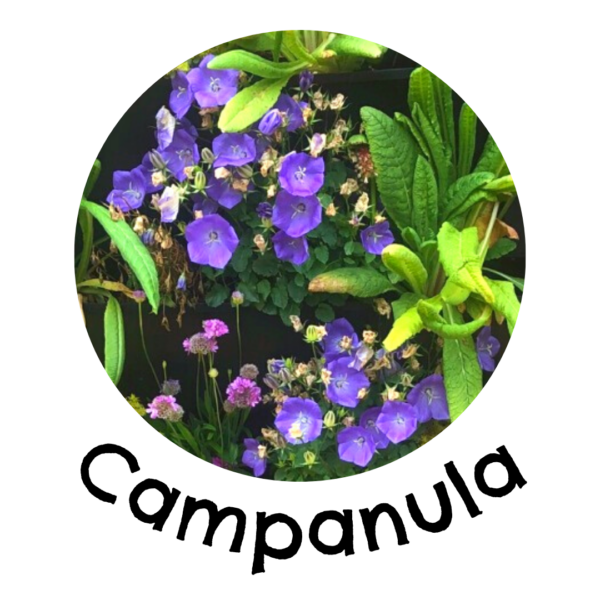 campanula in a living wall