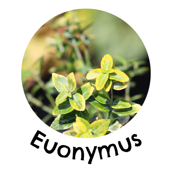 Euonymus in a living wall