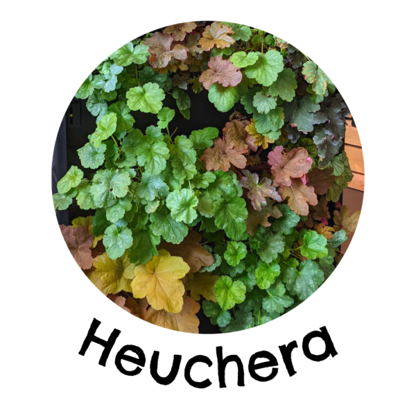 heuchera in a living wall