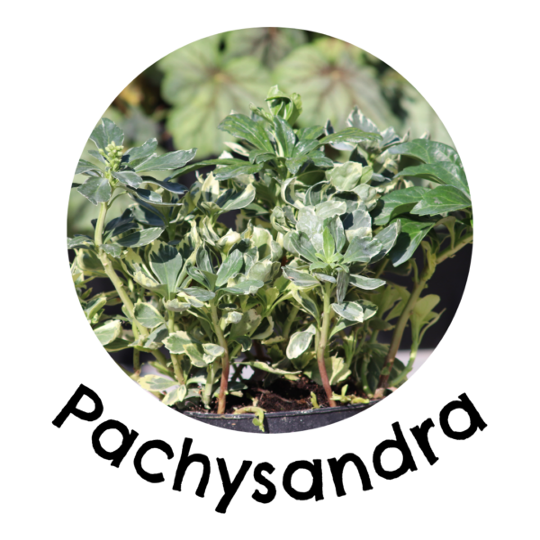 pachysandra in a living wall