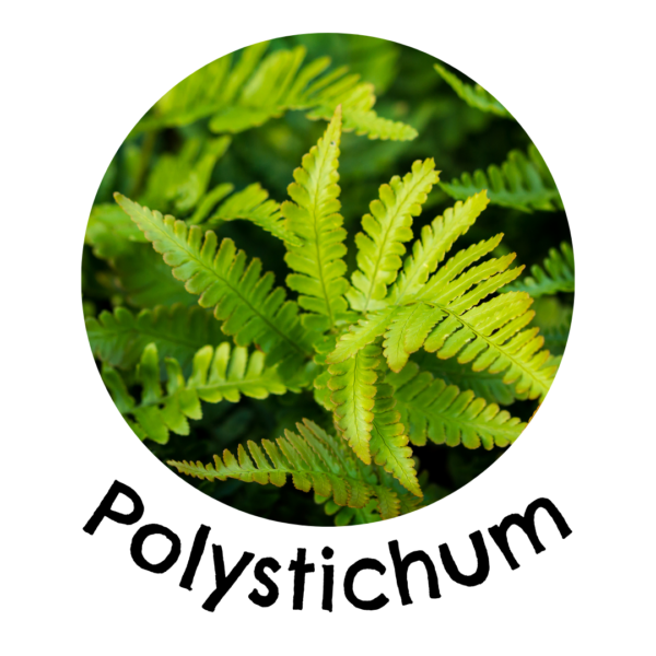 polystichum in a living wall
