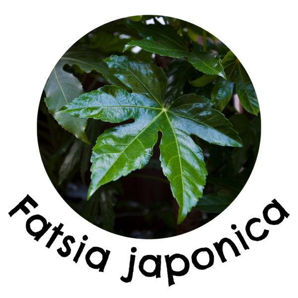 fatsia in a living wall
