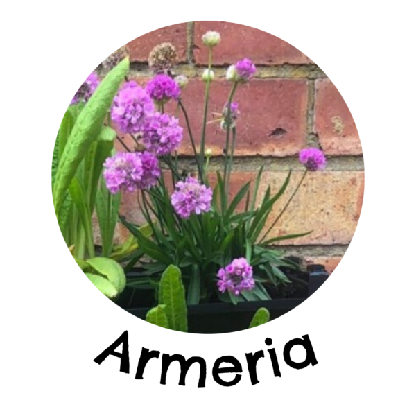 Armeria in a living wall