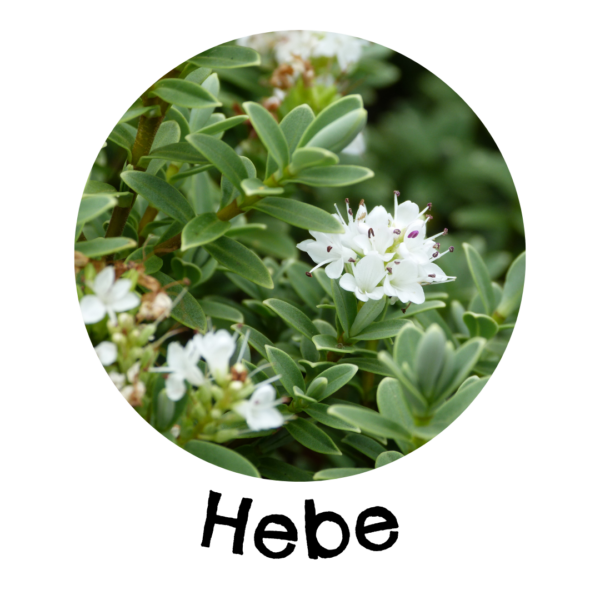 hebe in a living wall