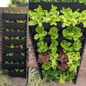 before and after growing your own fruit, vegetables and herbs living wall