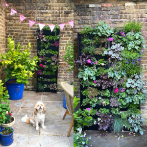 a dog in front of a living wall