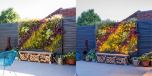 a living wall at different times of day