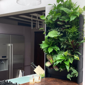 an indoor living wall