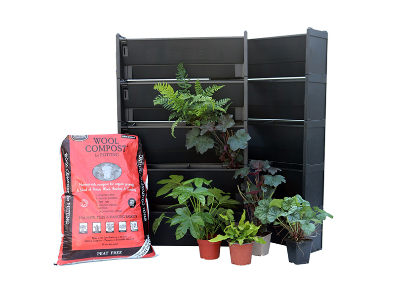 Shady Daze Plant Bundle